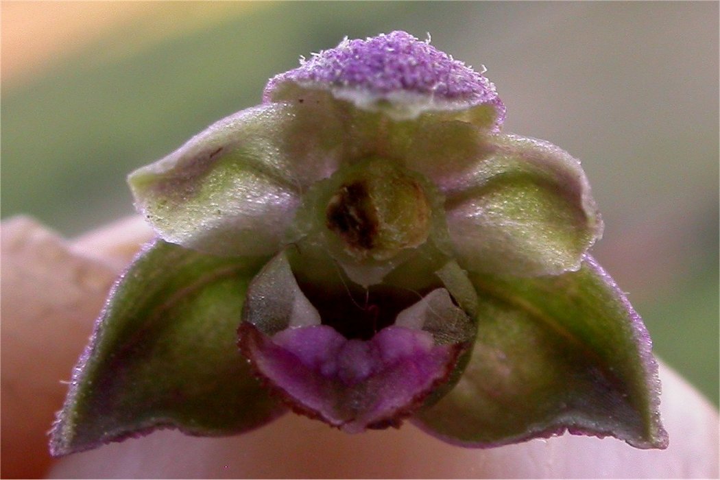 Epipactis kleinii